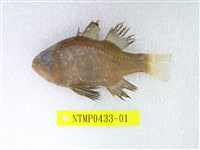 藏品(黑天竺鯛)的圖片